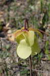 Yellow trumpets